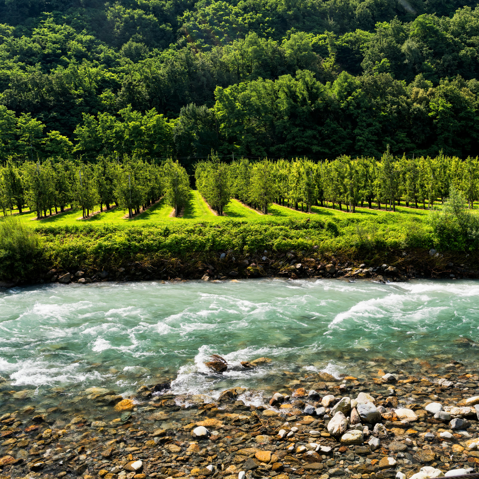 Boschi e territorio naturale della Valtellina